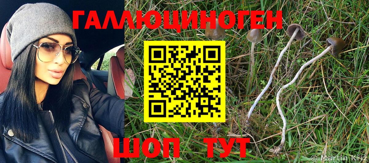 цена   Стерлитамак  Галлюциногенные грибы Psilocybe 